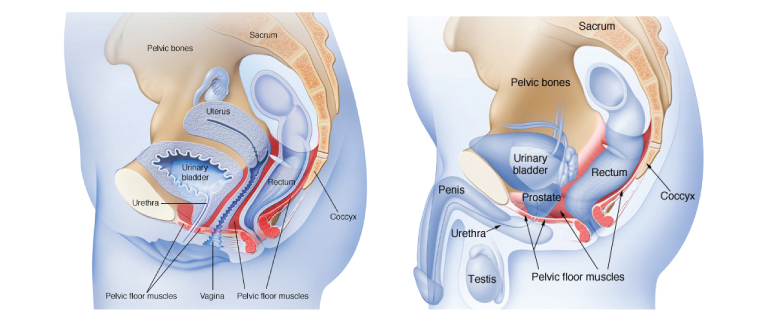 Urinary Tract Infection